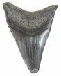 Bargain, Fossil Megalodon Tooth - South Carolina #48204-1